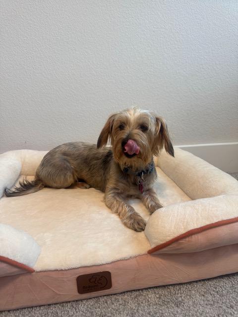 HAYLIE, a Adoptable mixed breed in fort worth, TX image 1/2