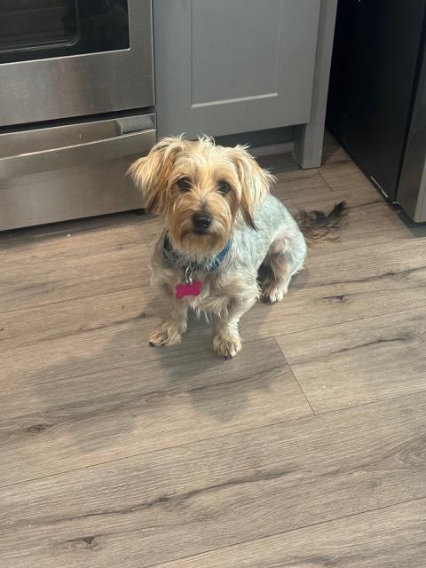 HAYLIE, a Adoptable mixed breed in fort worth, TX image 2/2