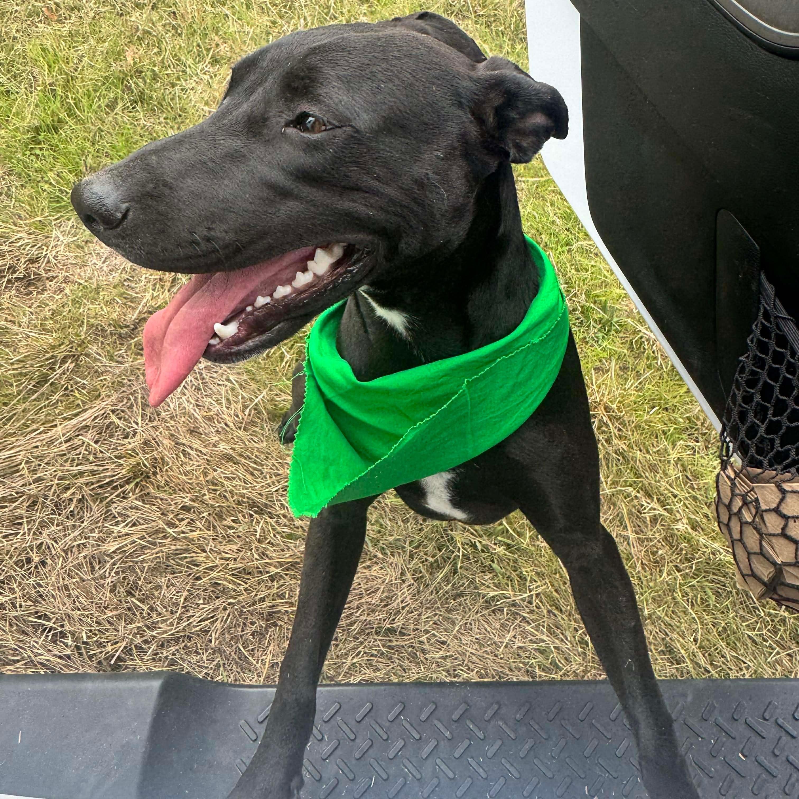 Enlarge Max, a Adoptable mixed breed in Wausau, WI image 2/6