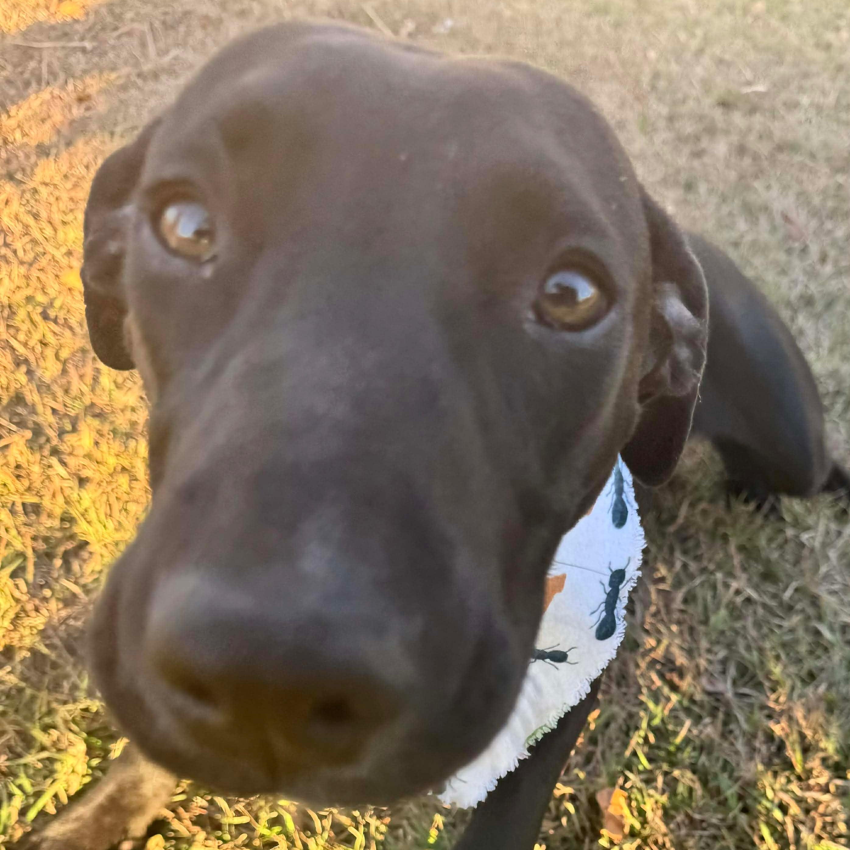 Enlarge Max, a Adoptable mixed breed in Wausau, WI image 4/6