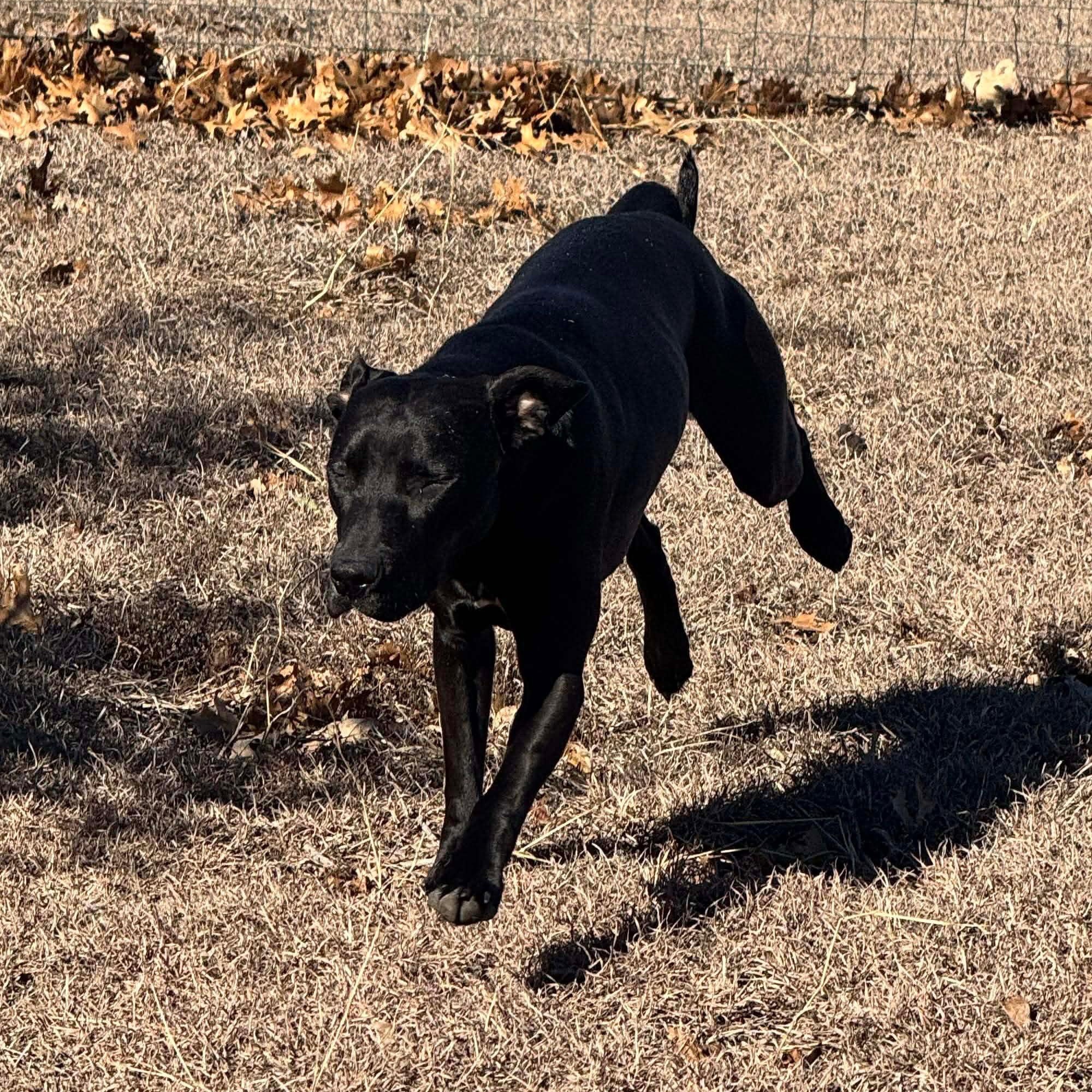 Enlarge Max, a Adoptable mixed breed in Wausau, WI image 3/6