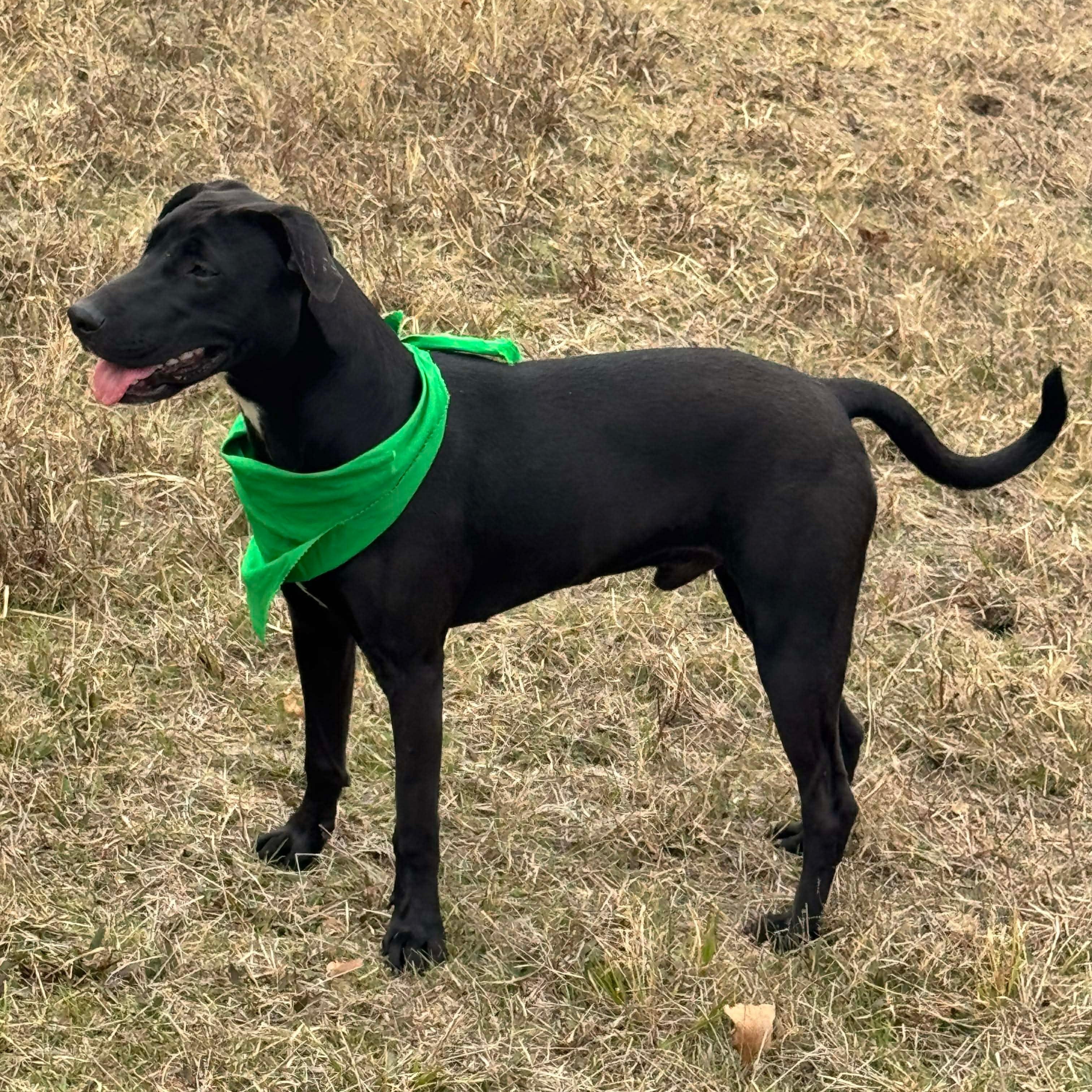 Enlarge Max, a Adoptable mixed breed in Wausau, WI image 5/6