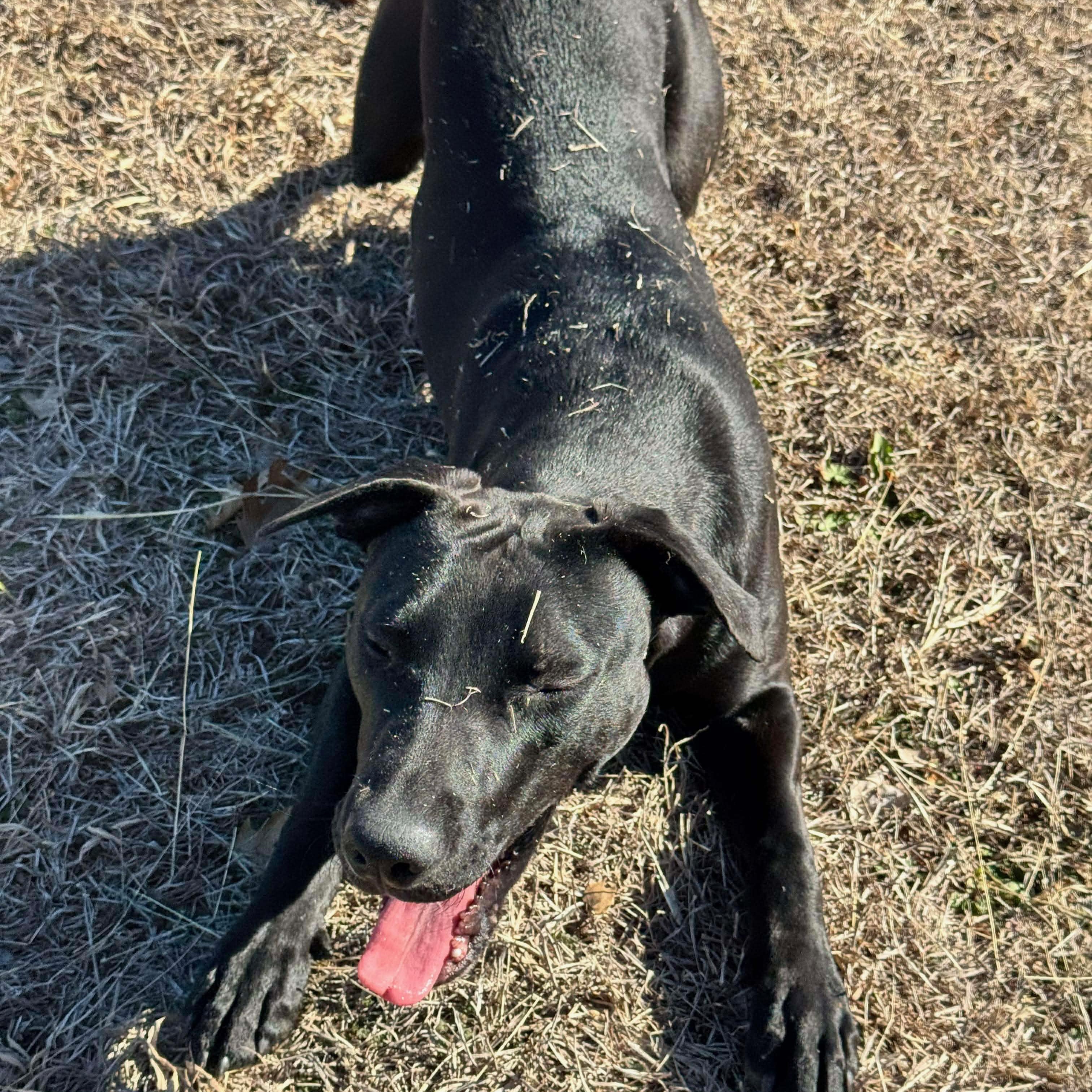 Enlarge Max, a Adoptable mixed breed in Wausau, WI image 6/6
