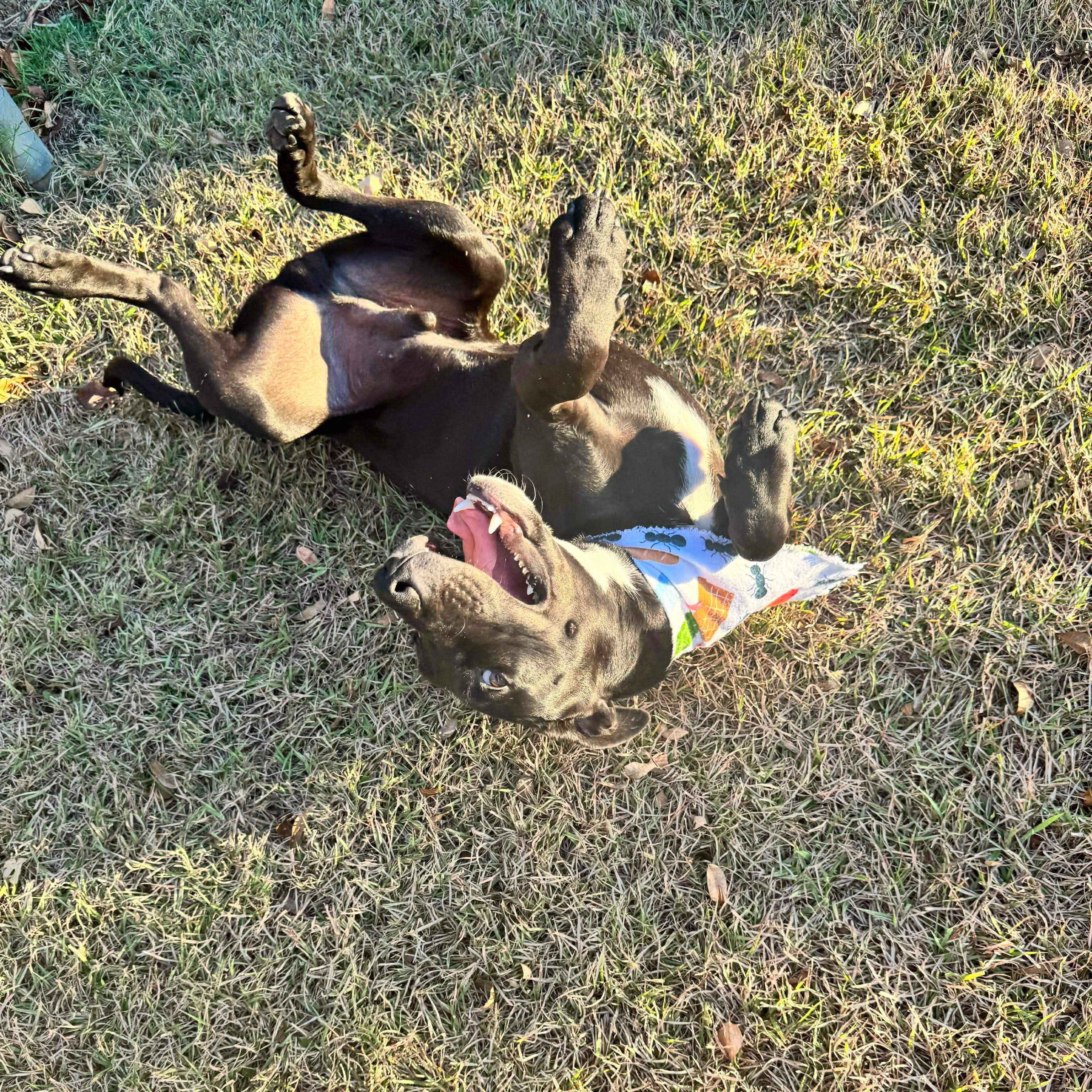 Enlarge Max, a Adoptable mixed breed in Wausau, WI image 1/6