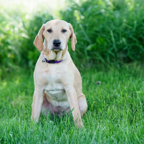 Enlarge Salty Sally, a Adoptable mixed breed in Duart, ON image 1/4