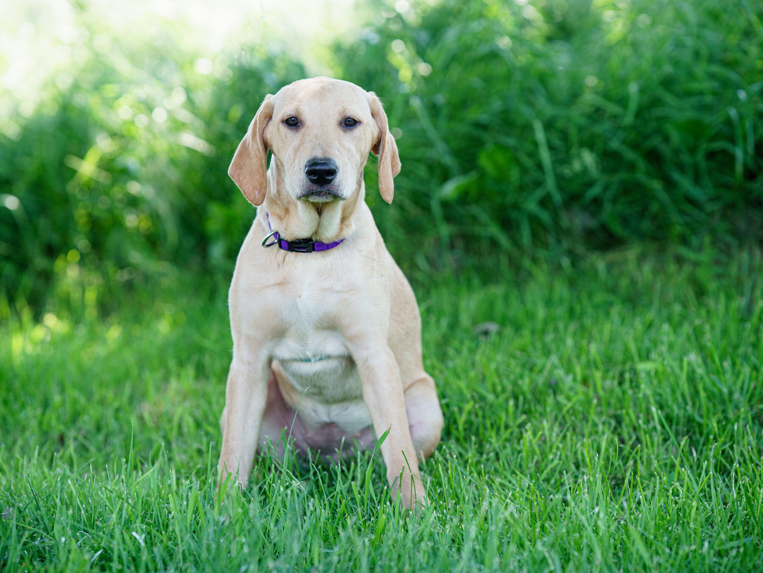 Salty Sally, a Adoptable mixed breed in Duart, ON image 1/4