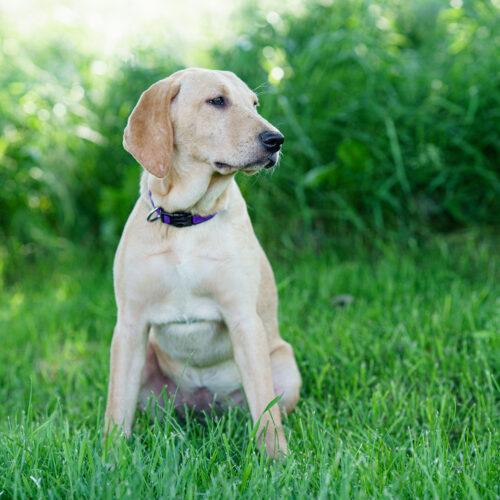 Enlarge Salty Sally, a Adoptable mixed breed in Duart, ON image 1/4