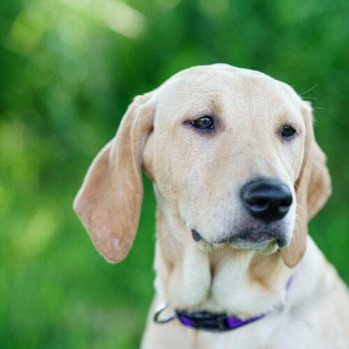 Enlarge Salty Sally, a Adoptable mixed breed in Duart, ON image 3/4