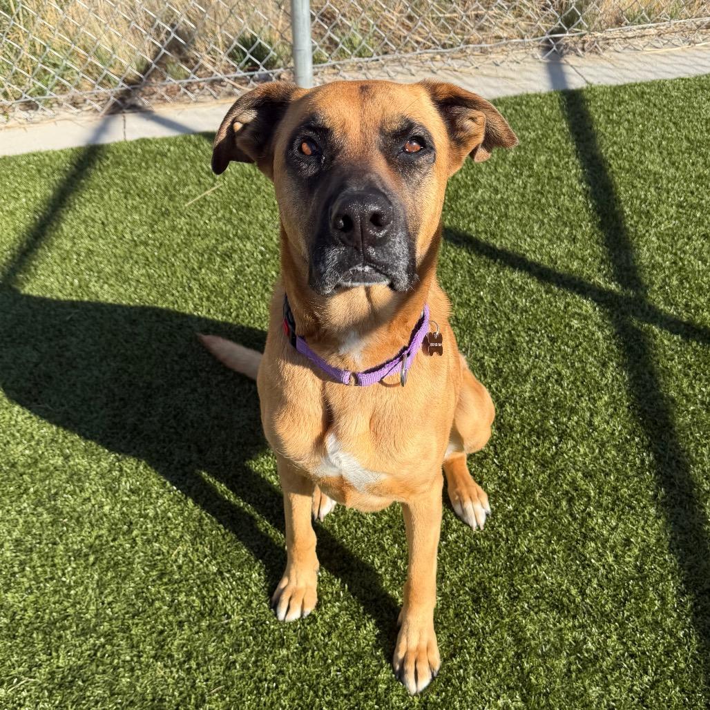 Athena, a Adoptable mixed breed in Cody, WY image 4/6