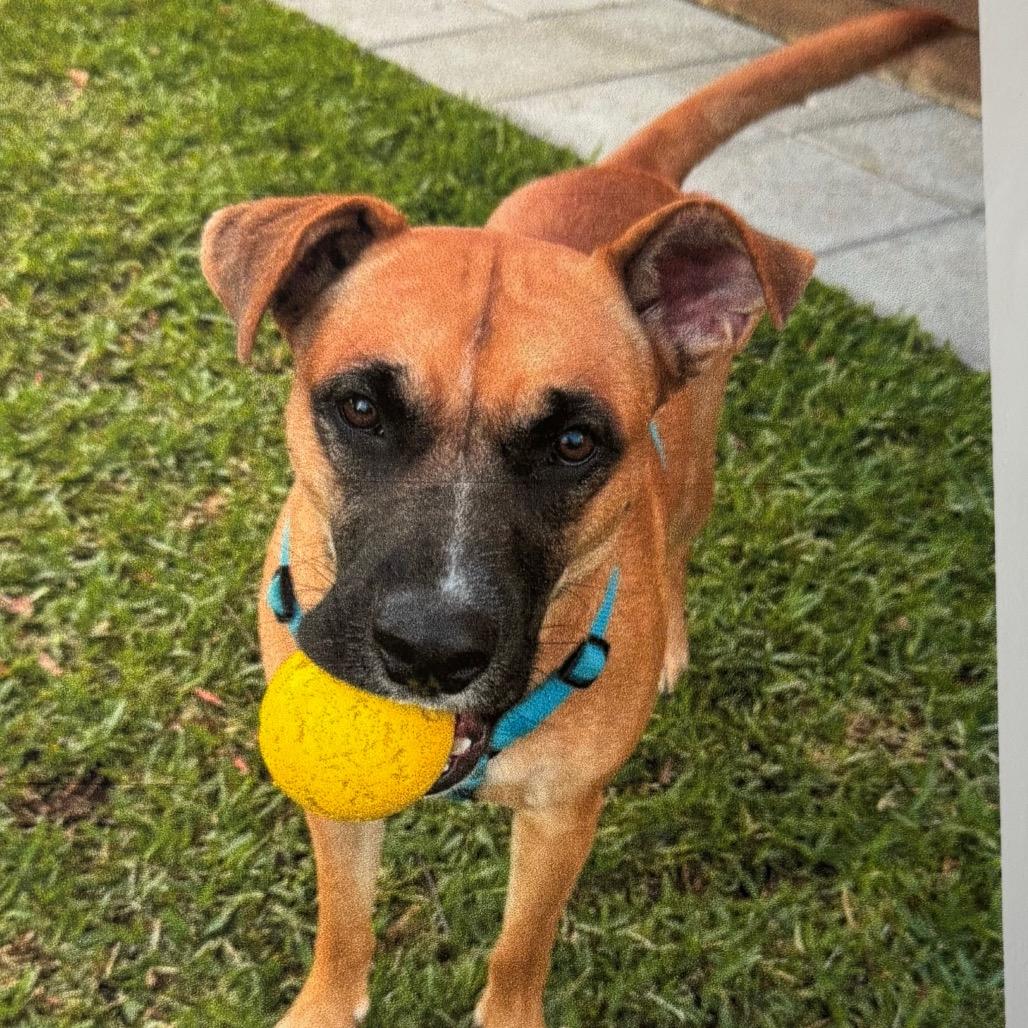 Peanut butter, Adoptable, Young Female Mixed Breed.