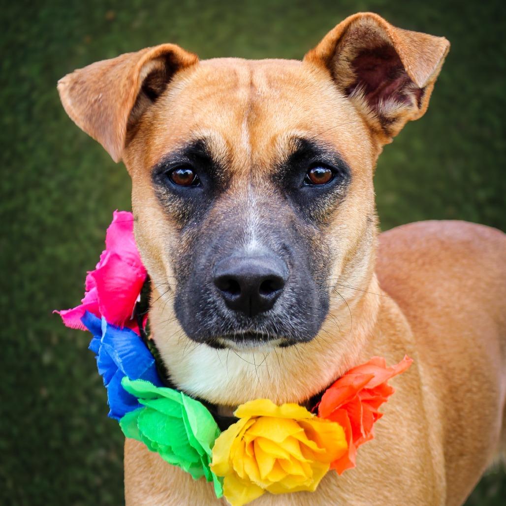 Peanut butter, a Adoptable Mixed Breed in Lake Jackson, TX image 2/3
