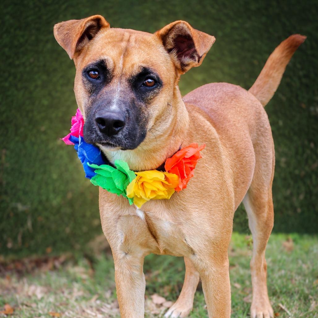 Peanut butter, a Adoptable Mixed Breed in Lake Jackson, TX image 3/3