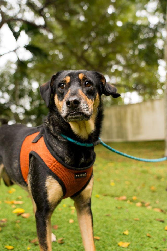 Gilbert, Adoptable, Young Male Mixed Breed.