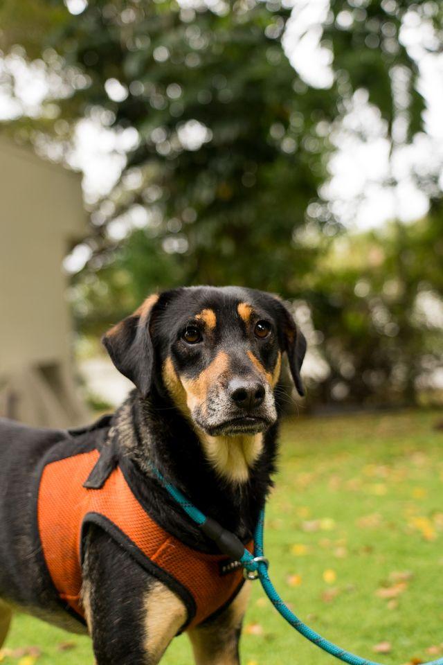 Enlarge Gilbert, a Adoptable Mixed Breed in Lauderhill, FL image 2/2