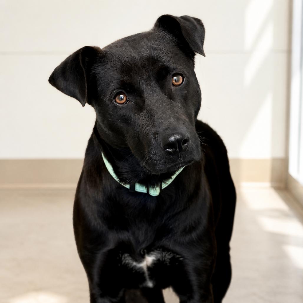 Enlarge Dove, a Adoptable mixed breed in Marshall, TX image 1/3