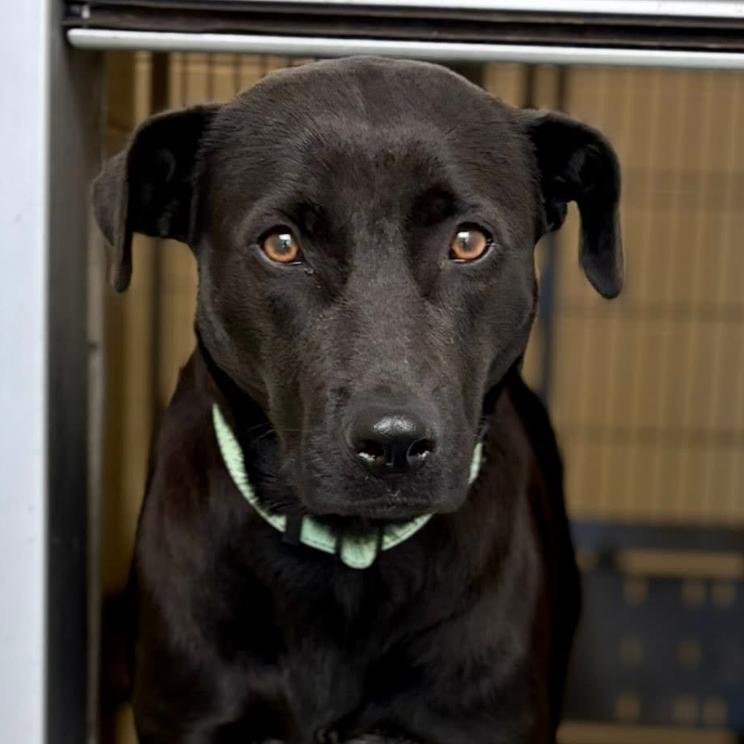 Enlarge Dove, a Adoptable mixed breed in Marshall, TX image 2/3
