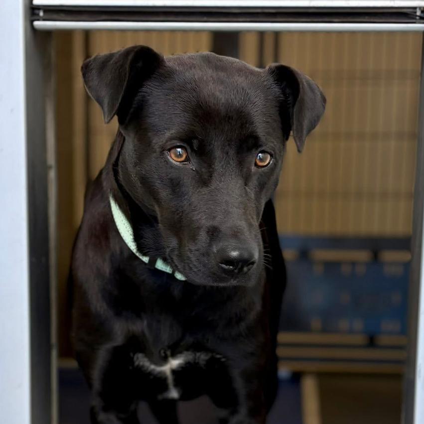 Enlarge Dove, a Adoptable mixed breed in Marshall, TX image 3/3