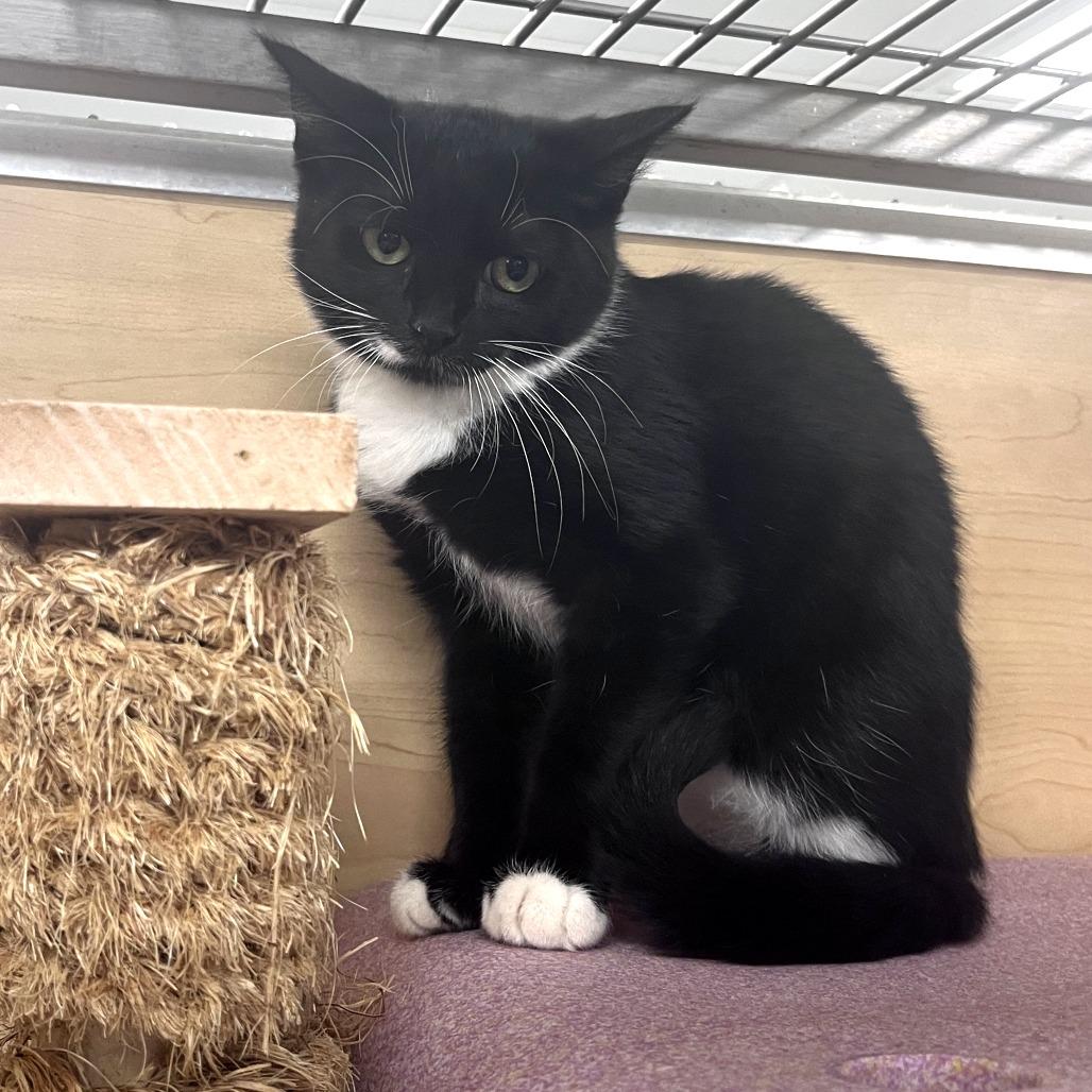 Nugget, Adoptable, Kitten Female Domestic Short Hair.