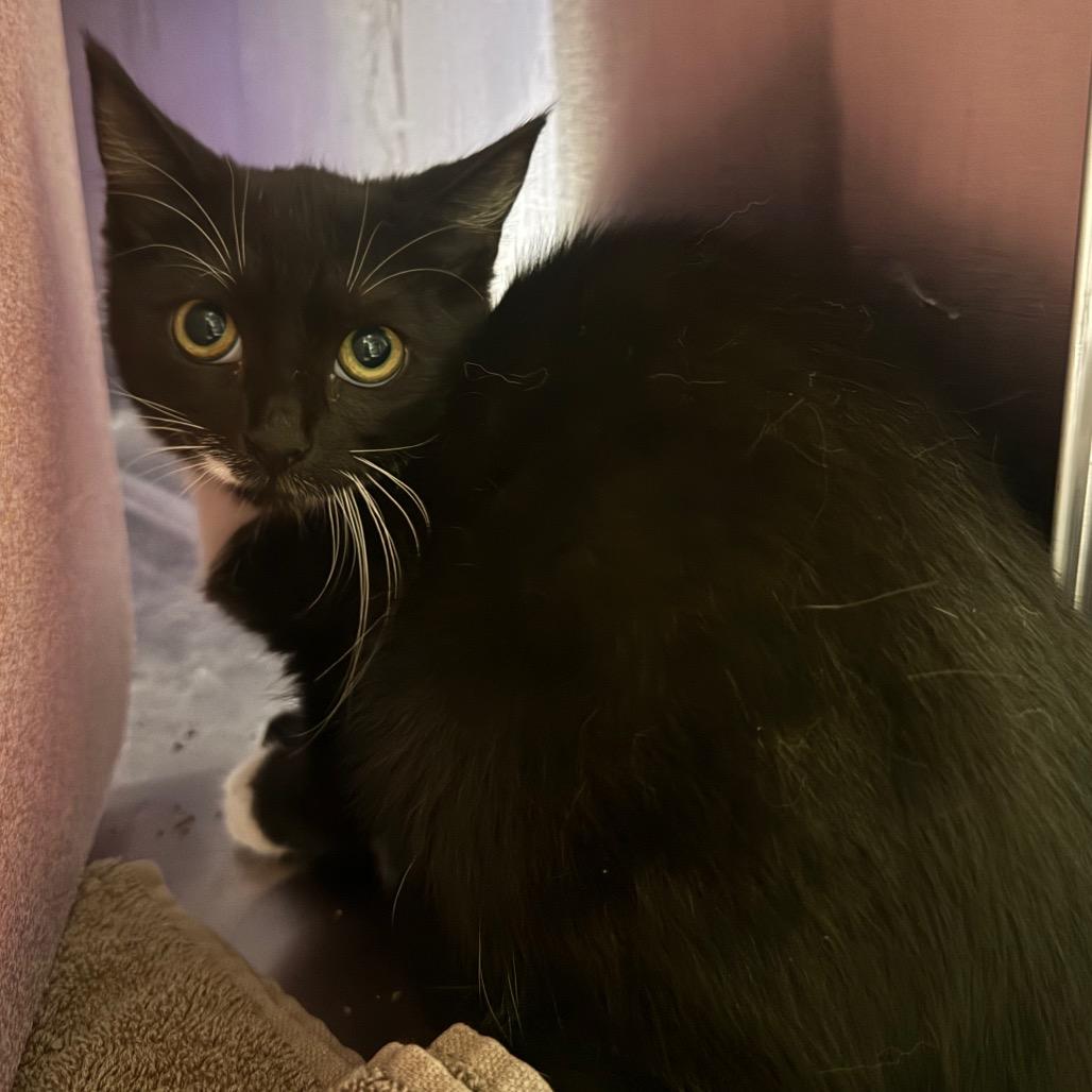 Enlarge Nugget, a Adoptable Domestic Short Hair in Brookfield, WI image 2/3