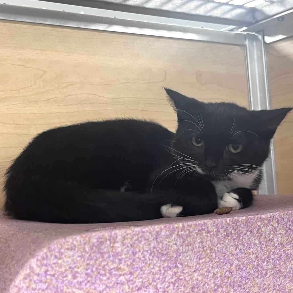 Enlarge Nugget, a Adoptable Domestic Short Hair in Brookfield, WI image 3/3