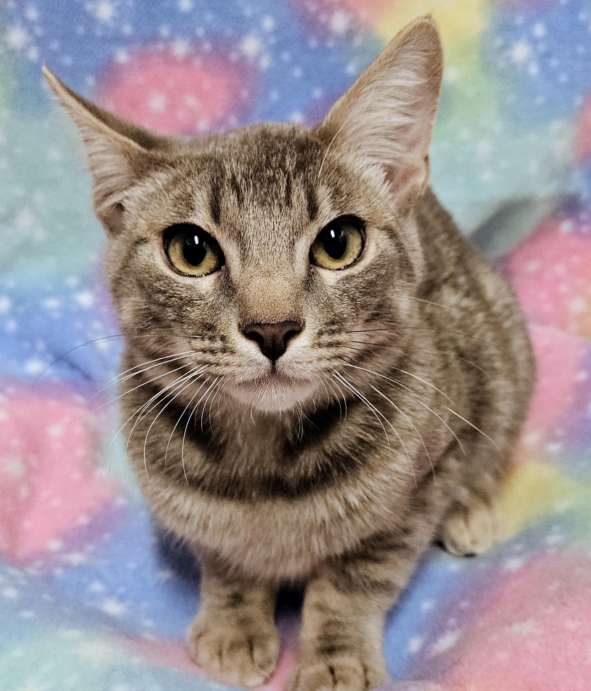 Yuri - Rancho Cucamonga PetSmart, Adoptable, Kitten Male Domestic Short Hair.