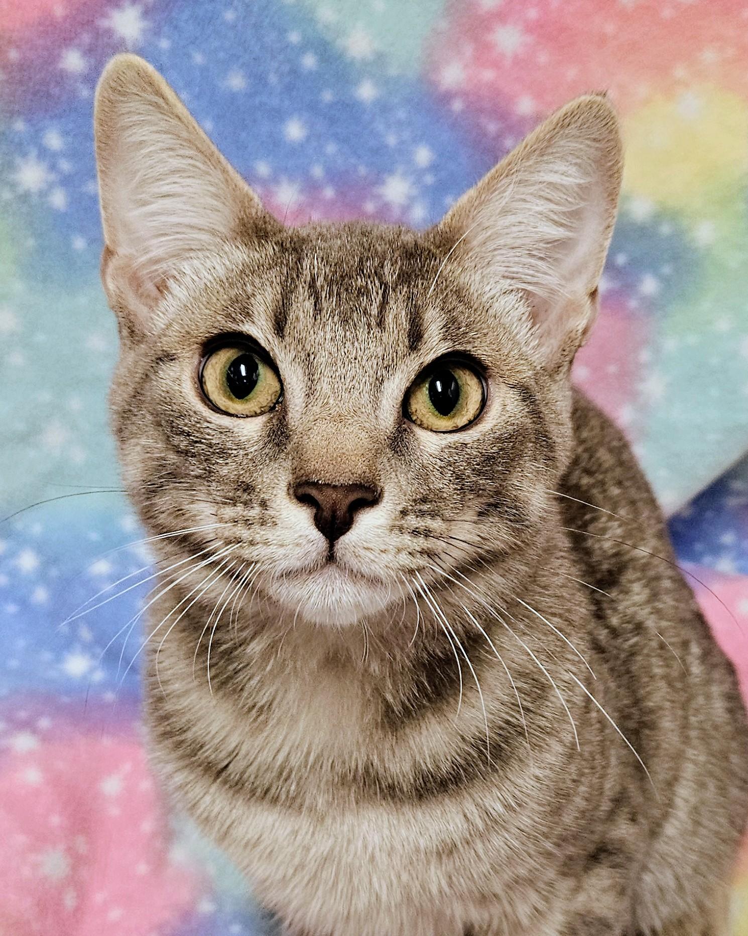 Enlarge Yuri - Rancho Cucamonga PetSmart, a Adoptable Domestic Short Hair in Rancho Cucamonga, CA image 2/3