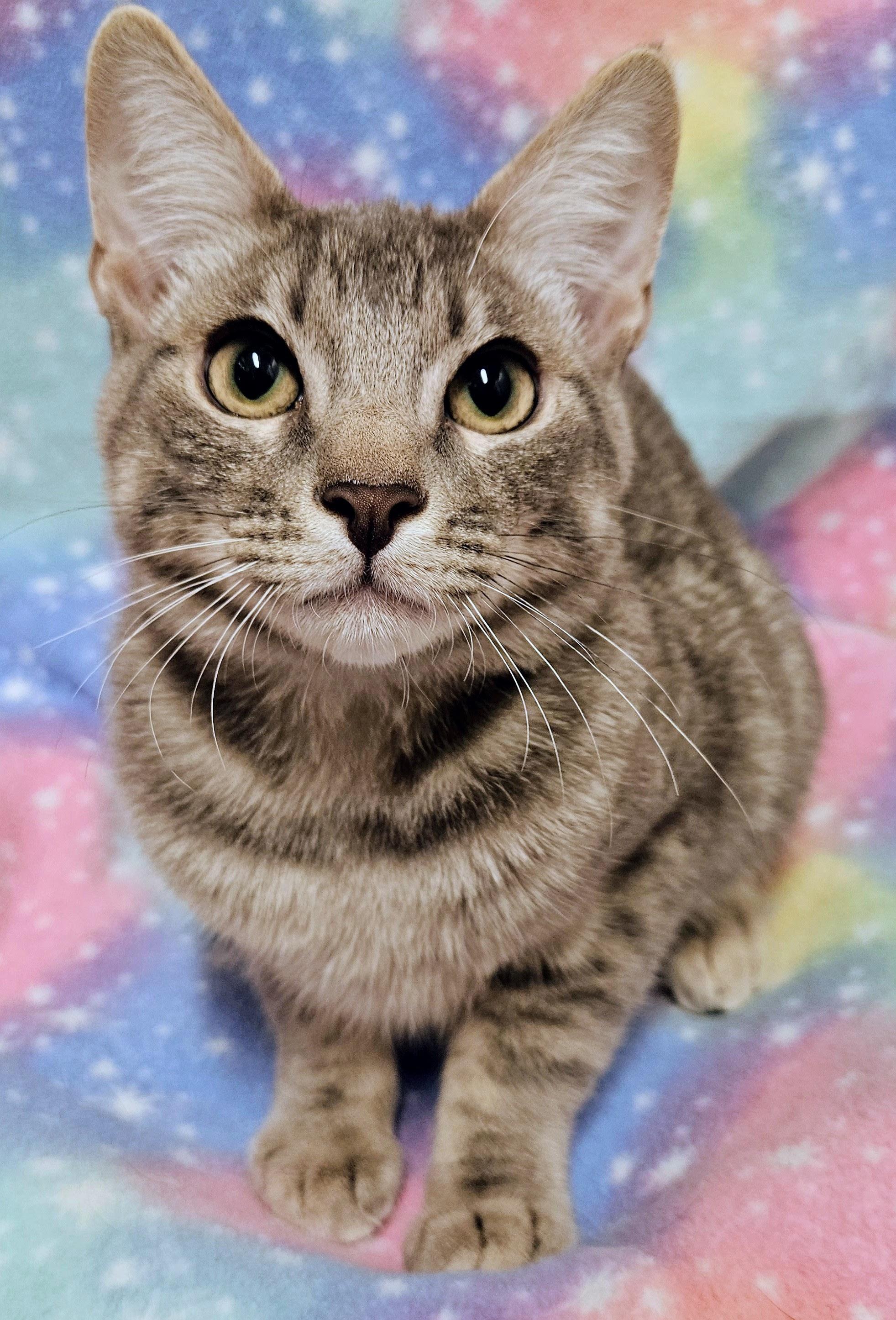 Enlarge Yuri - Rancho Cucamonga PetSmart, a Adoptable Domestic Short Hair in Rancho Cucamonga, CA image 3/3