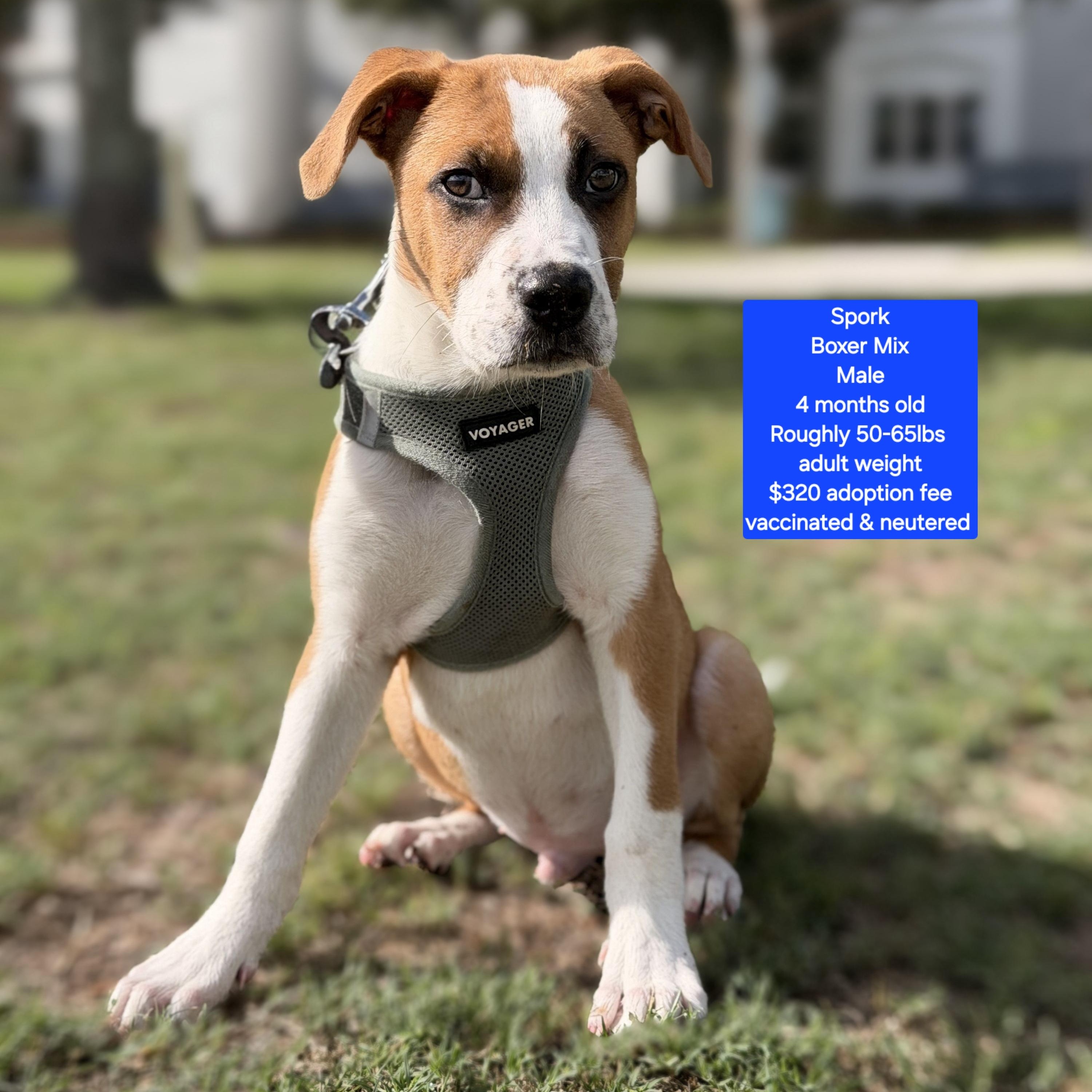 Spork, adopted, Puppy Male Boxer.