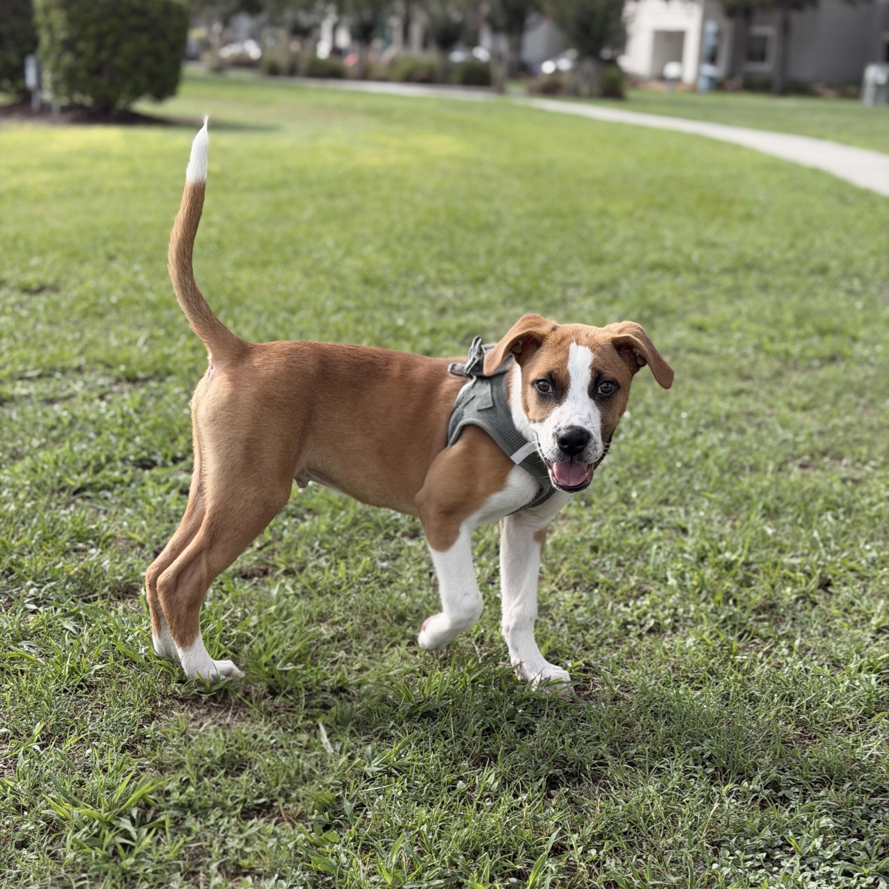 Enlarge Spork, an adopted mixed breed in Oviedo, FL image 2/3