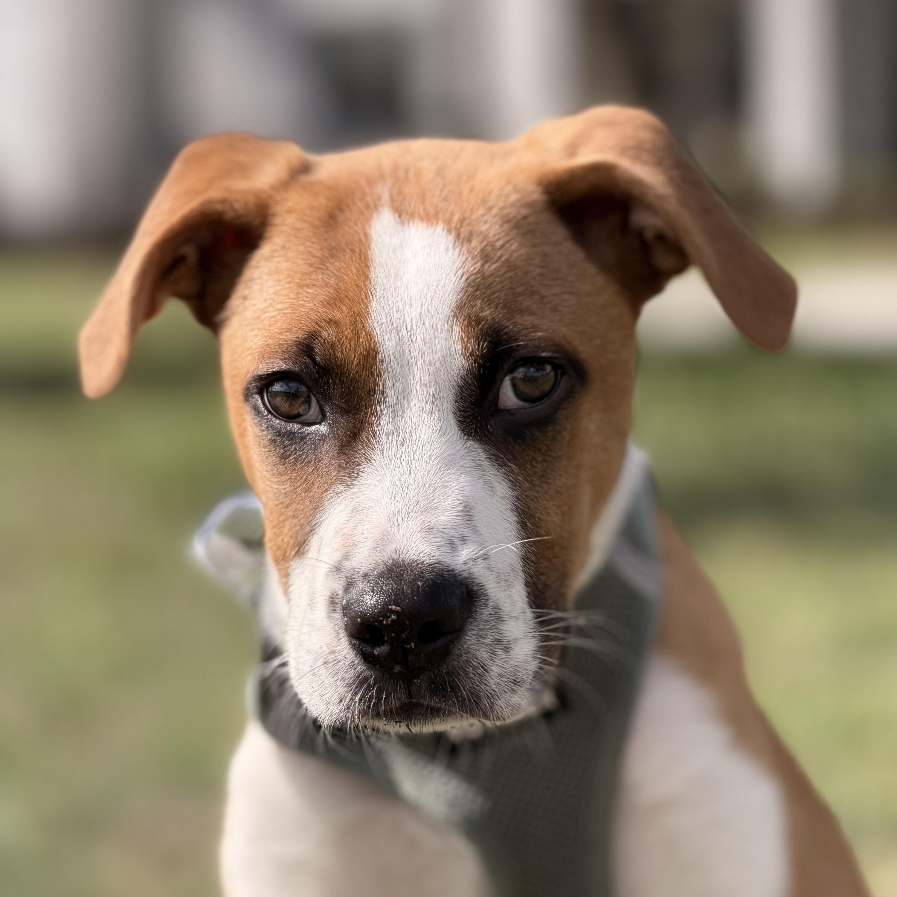 Enlarge Spork, an adopted mixed breed in Oviedo, FL image 3/3