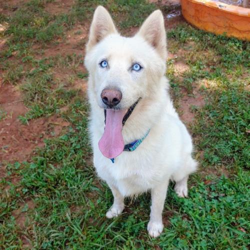 Winter, Adopted, Adult Male Siberian Husky.