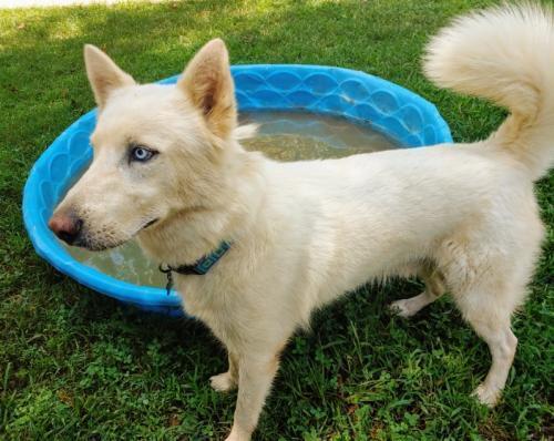 Enlarge Winter, a Adopted mixed breed in Snow Camp, NC image 2/6