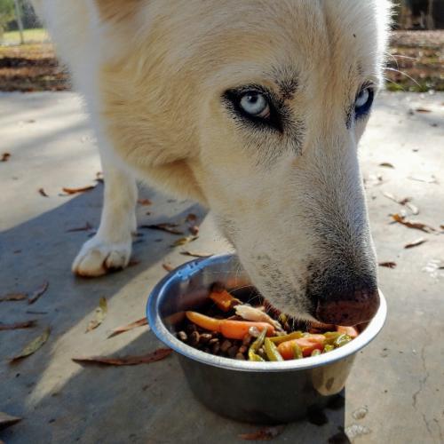 Enlarge Winter, a Adopted mixed breed in Snow Camp, NC image 4/6