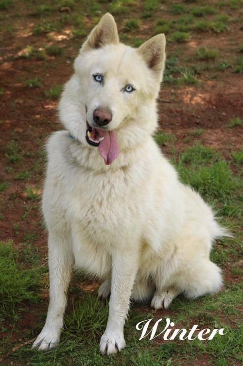 Enlarge Winter, a Adopted mixed breed in Snow Camp, NC image 5/6