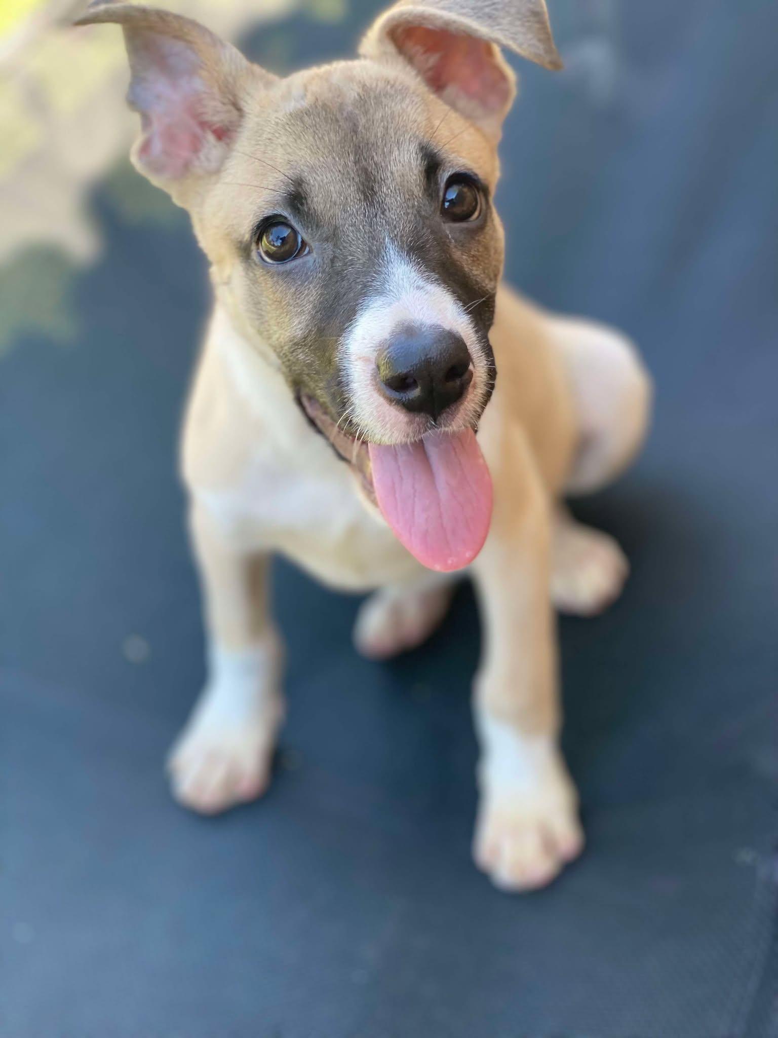 Enlarge MINKA, a Adopted mixed breed in Evans, GA image 5/6