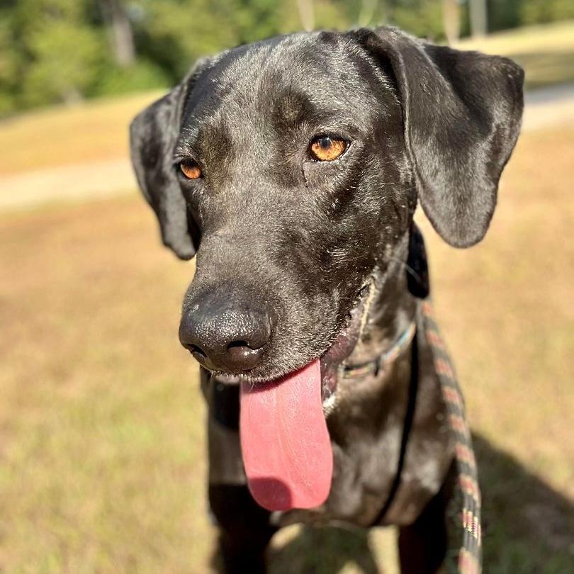 Mighty Jo, a Adoptable mixed breed in Willis, TX image 5/5
