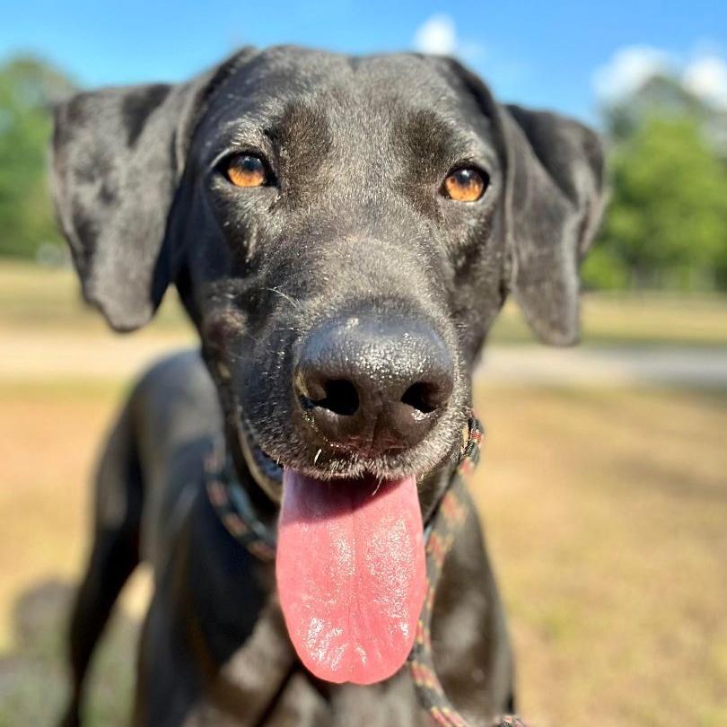 Mighty Jo, a Adoptable mixed breed in Willis, TX image 3/5