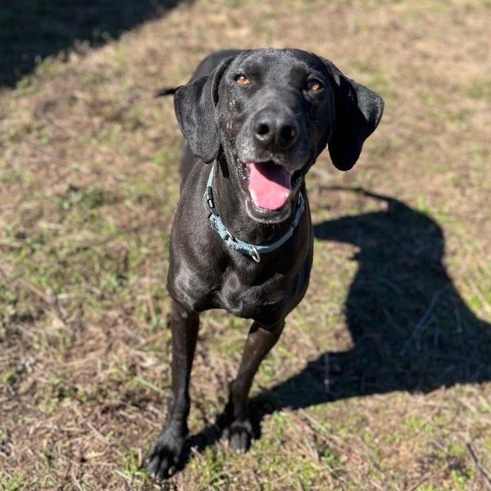 Mighty Jo, Adoptable, Adult Male Weimaraner & Great Dane.