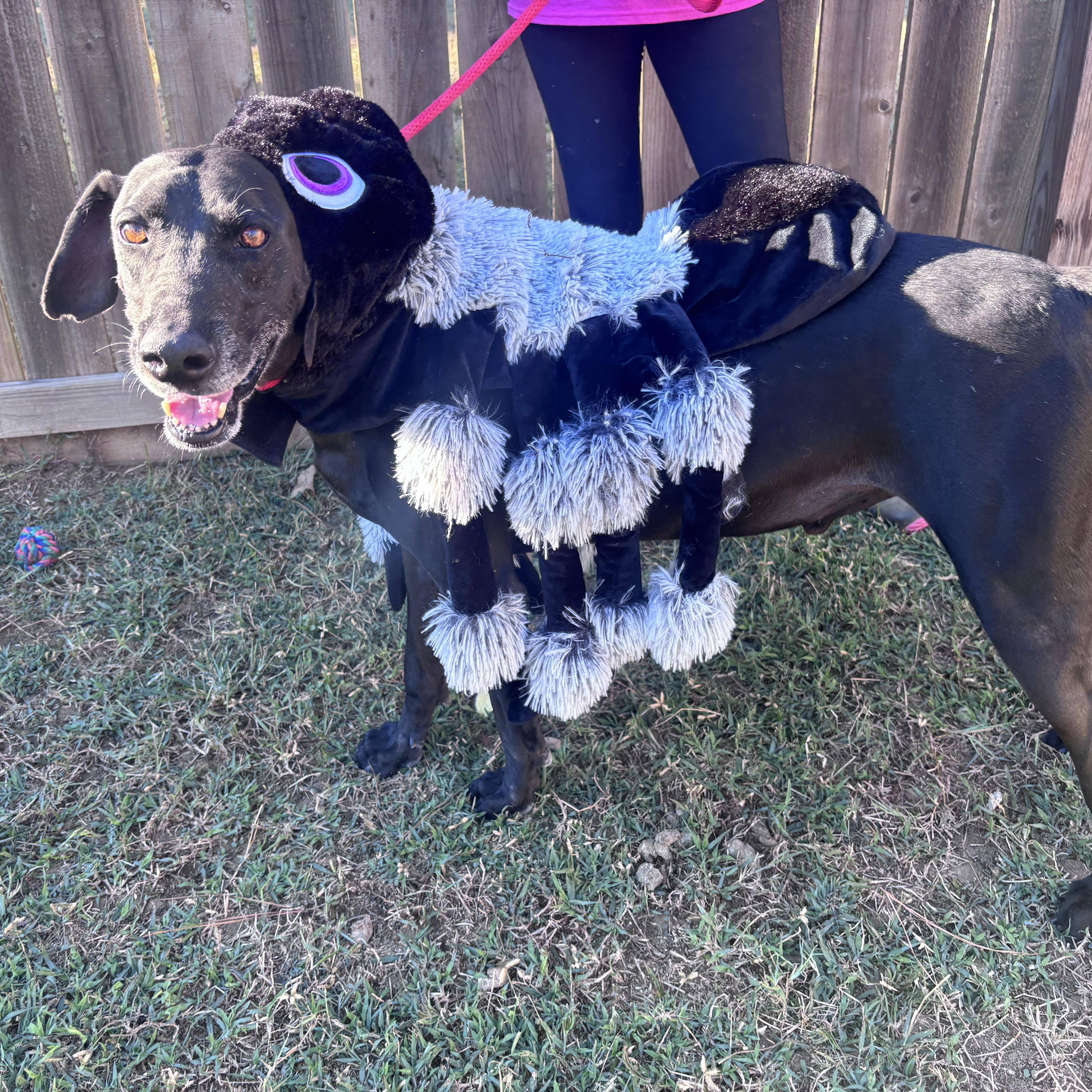 Mighty Jo, a Adoptable mixed breed in Willis, TX image 4/5