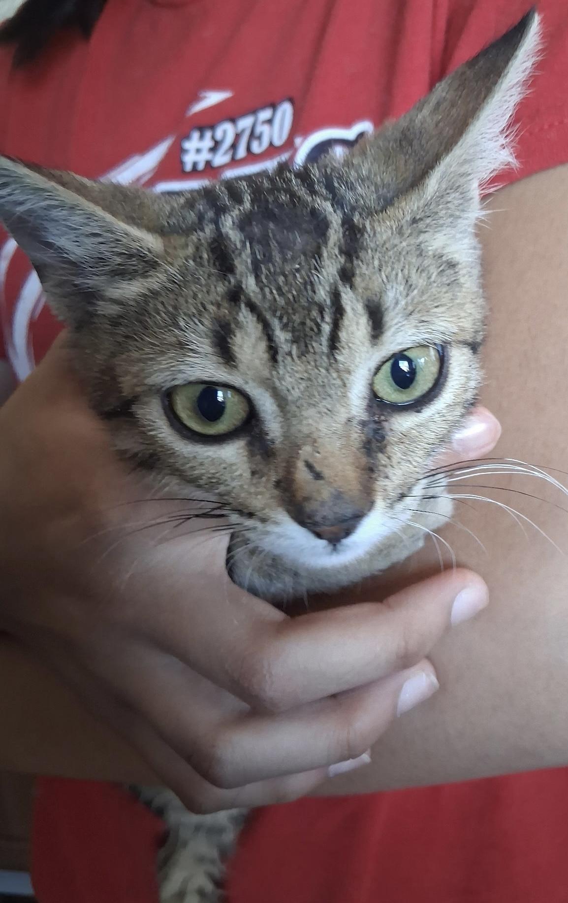 Zinc, ADOPTABLE, Kitten Male Domestic Short Hair.