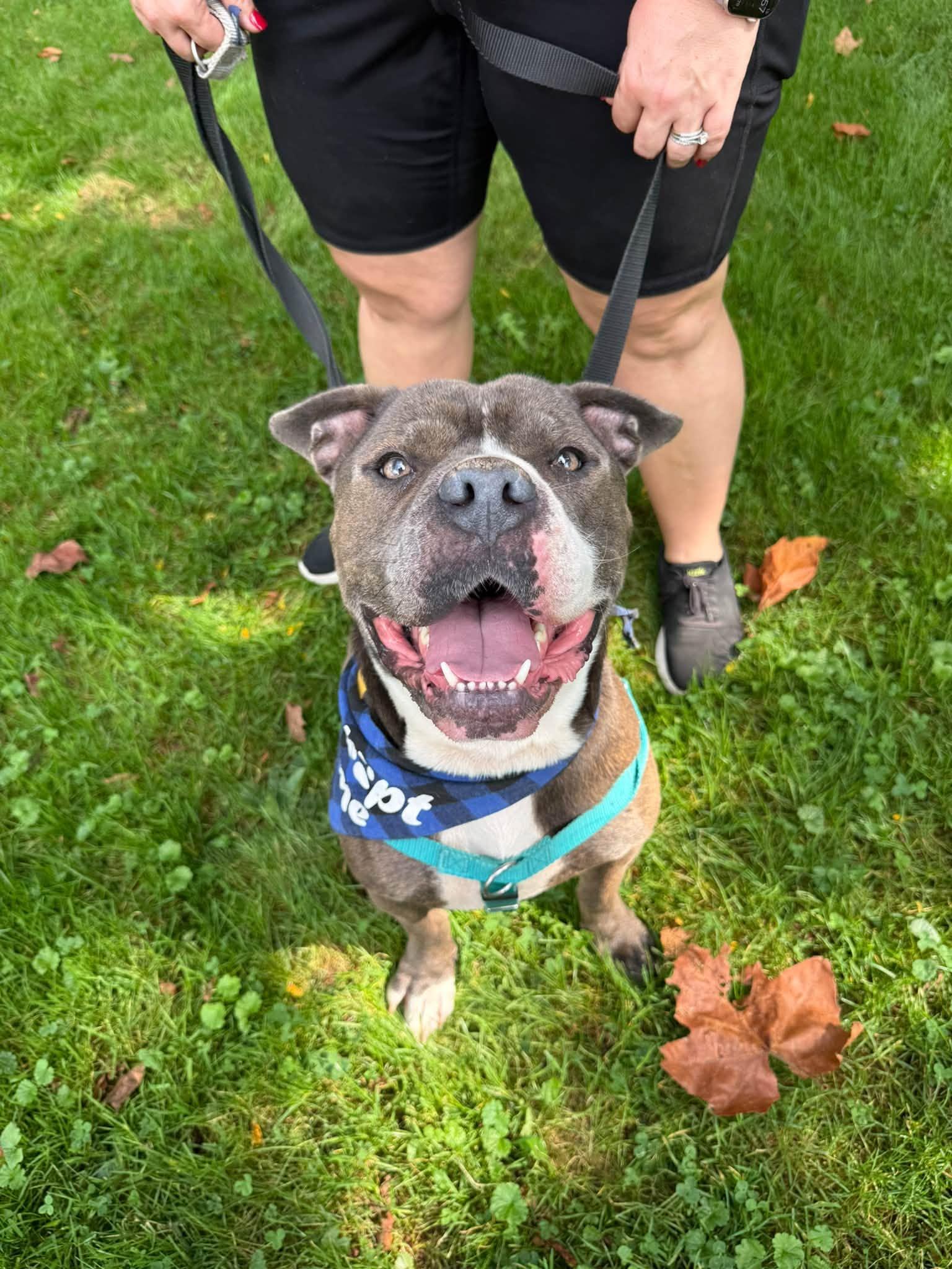 Galaxy, Adopted, Young Male Pit Bull Terrier.