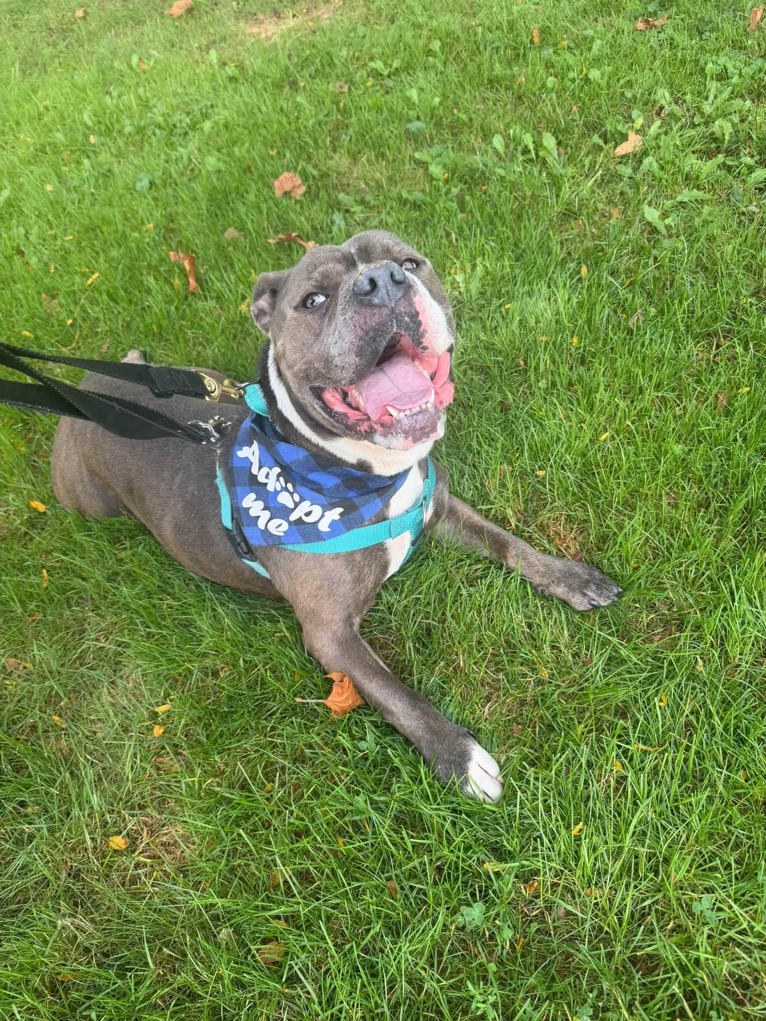 Enlarge Galaxy, a Adopted mixed breed in Cleveland, OH image 2/5