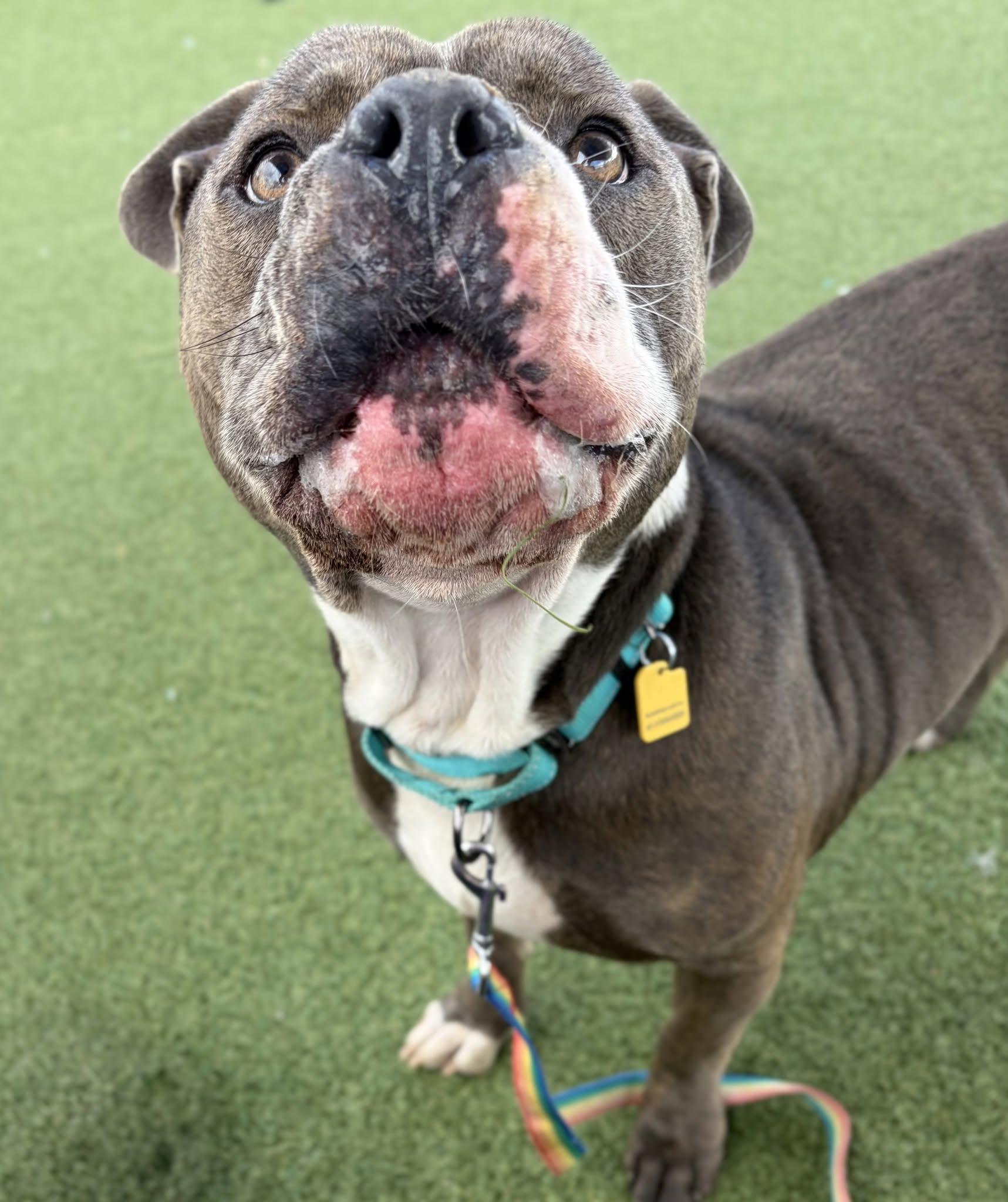 Enlarge Galaxy, a Adopted mixed breed in Cleveland, OH image 4/5