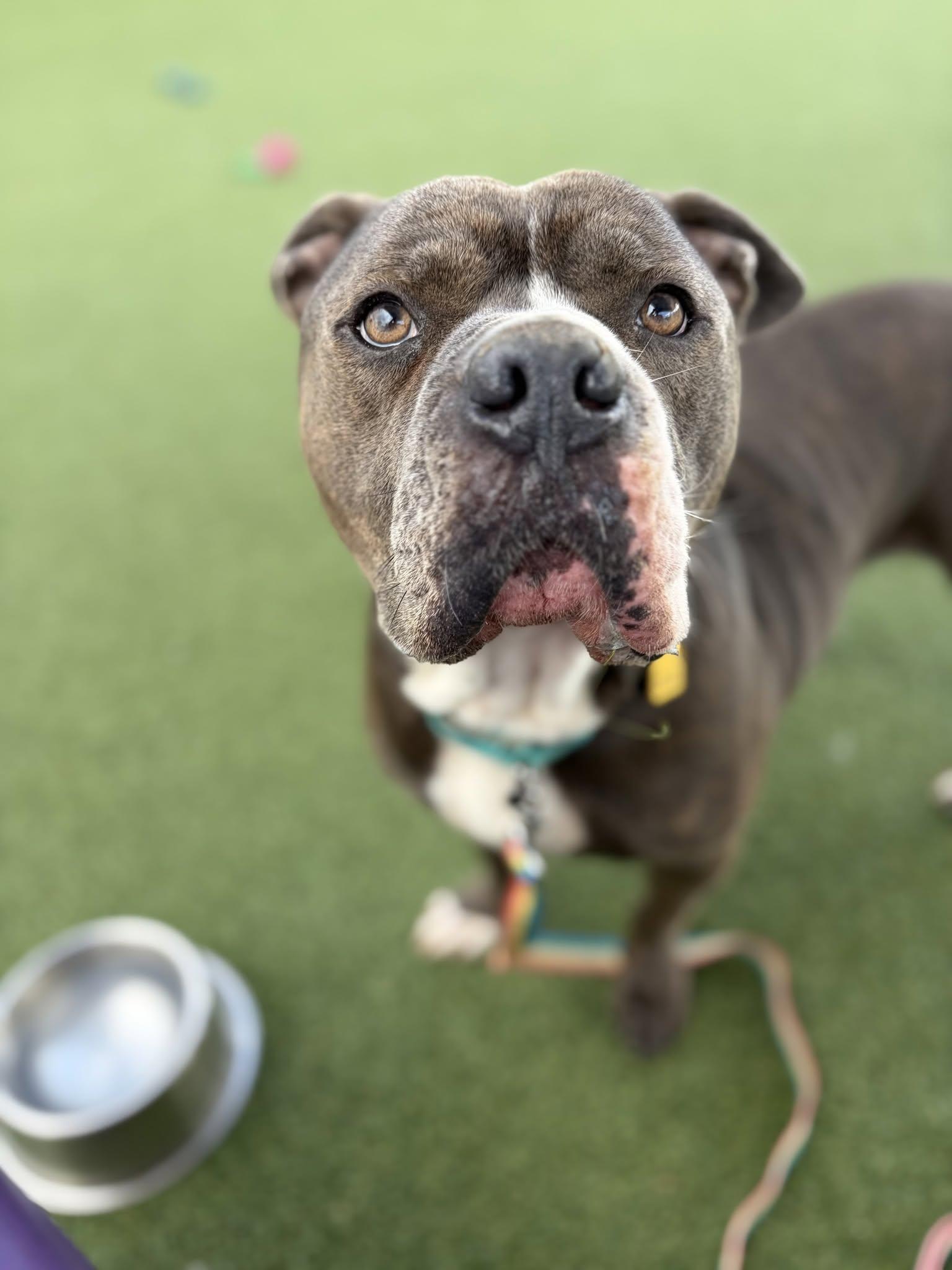 Enlarge Galaxy, a Adopted mixed breed in Cleveland, OH image 5/5