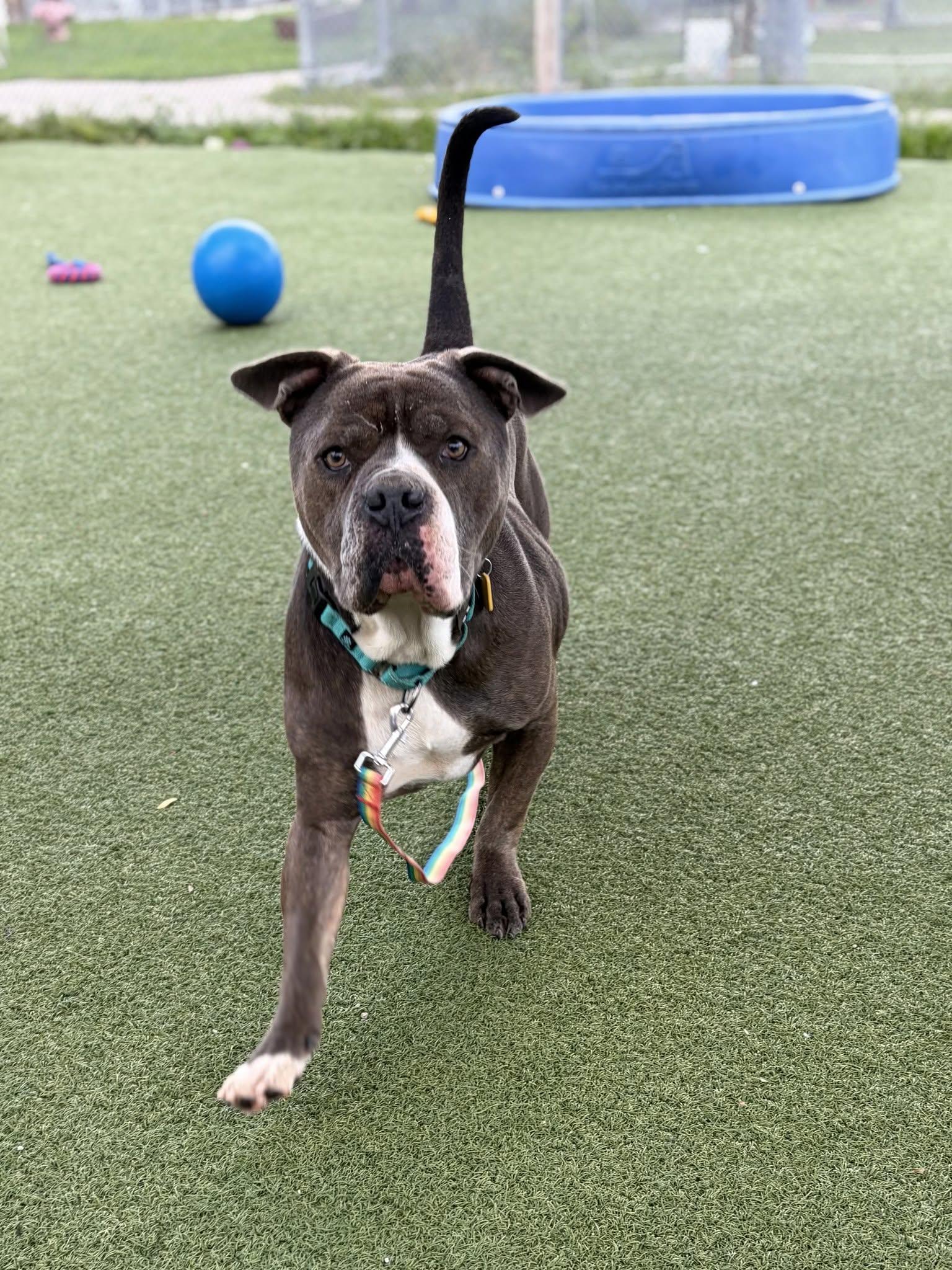 Enlarge Galaxy, a Adopted mixed breed in Cleveland, OH image 3/5