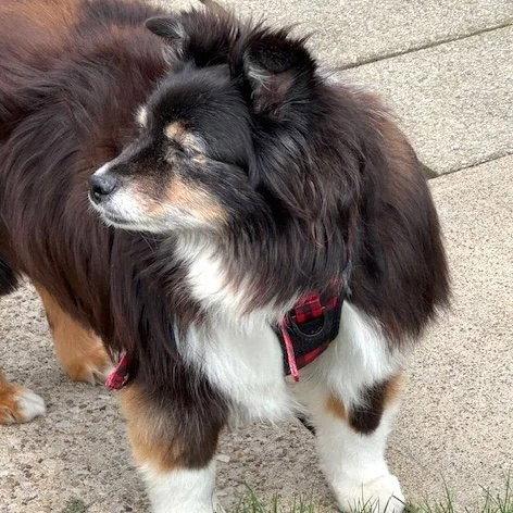 Enlarge Bleu, a Adoptable mixed breed in Dublin, OH image 1/3