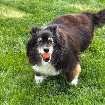Enlarge Bleu, a Adoptable mixed breed in Dublin, OH image 2/3