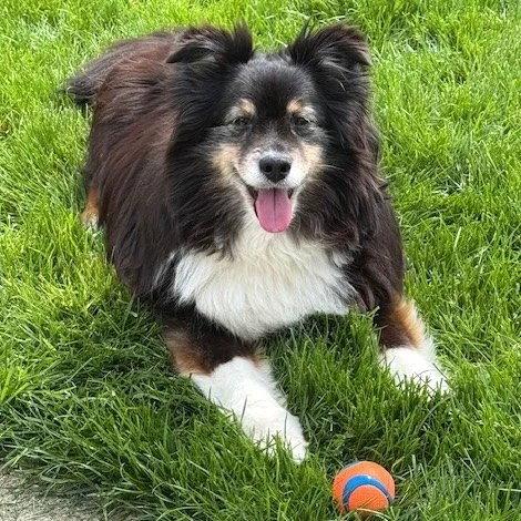 Enlarge Bleu, a Adoptable mixed breed in Dublin, OH image 3/3
