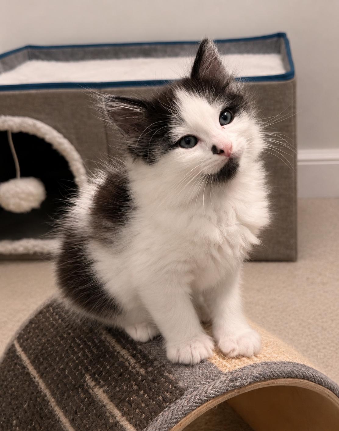 Paxton, Adoptable, Kitten Male Domestic Medium Hair.