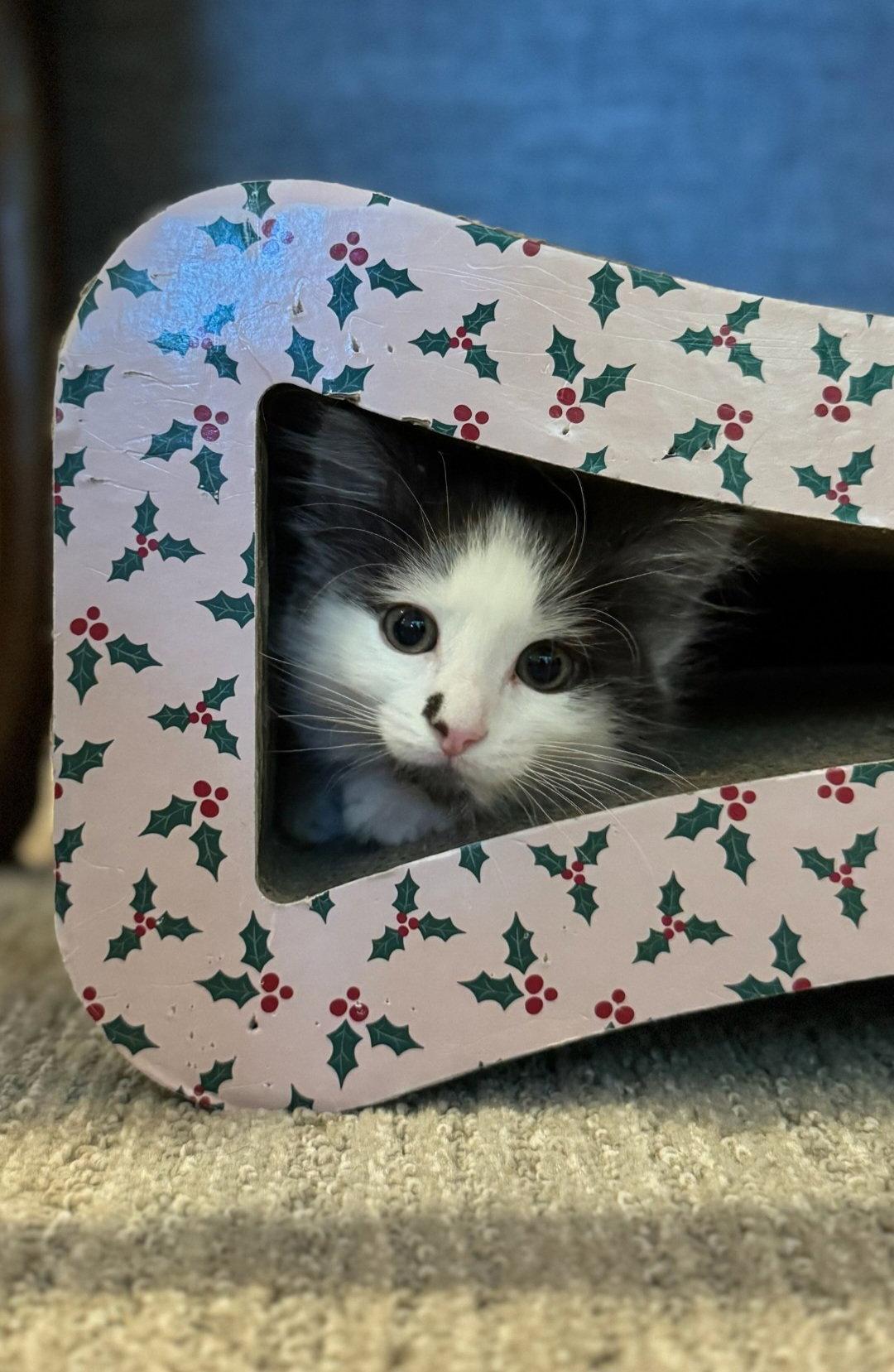 Paxton, a Adoptable Domestic Medium Hair in Campbell, CA image 2/3